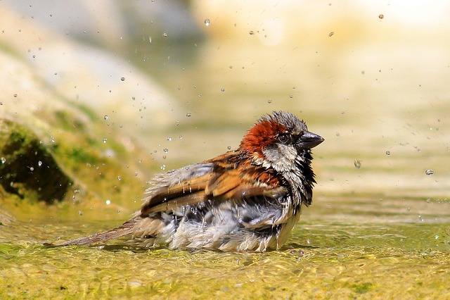 Shower System - Rainfall